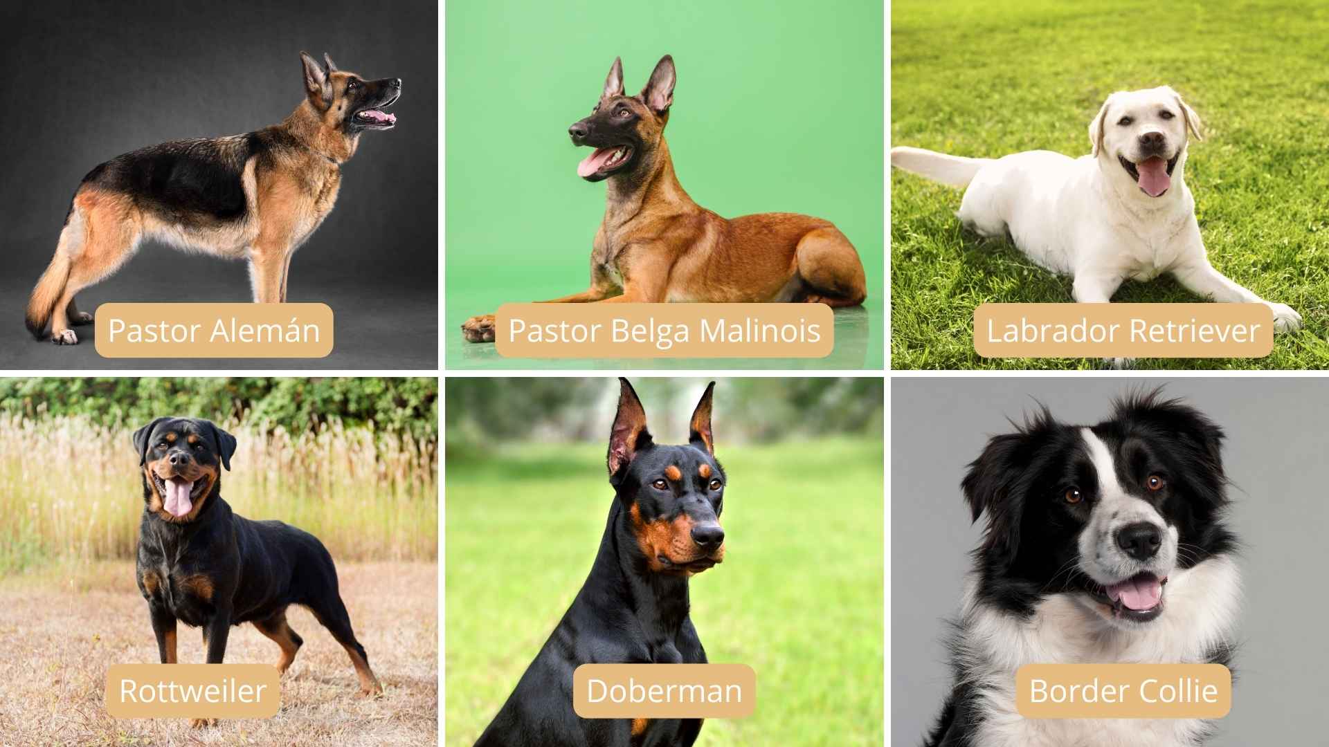 Razas de perros policia